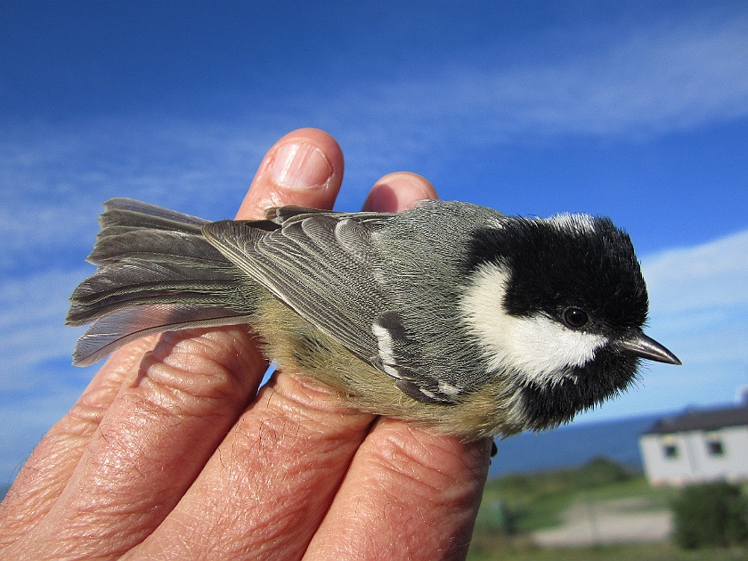 Coal Tit, Sundre 20120828